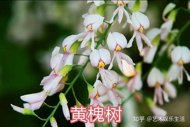 怒江适合养什么花，市花和市树是什么，云南怒江适合什么养殖？-第6张图片-优品飞百科