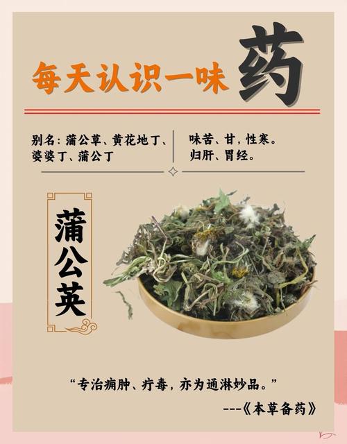 蒲公英的功效与作用，蒲公英的功效与作用及营养？-第1张图片-优品飞百科