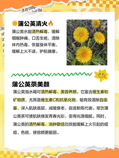 蒲公英的功效与作用，蒲公英的功效与作用及营养？-第3张图片-优品飞百科