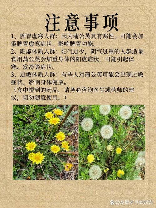 蒲公英的功效与作用，蒲公英的功效与作用及营养？-第6张图片-优品飞百科