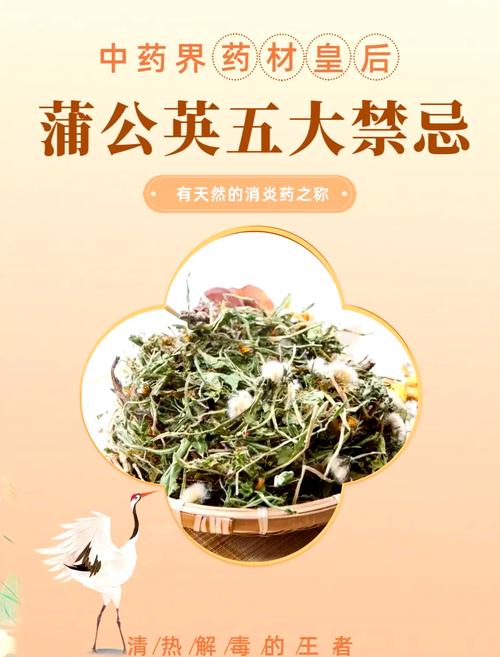 蒲公英的功效与作用，蒲公英的功效与作用及营养？-第7张图片-优品飞百科