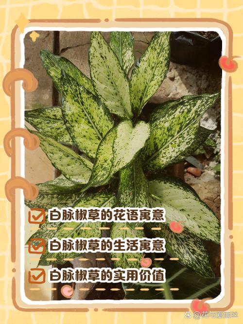 白脉椒草的养殖方法和注意事项，白脉椒草治什么病