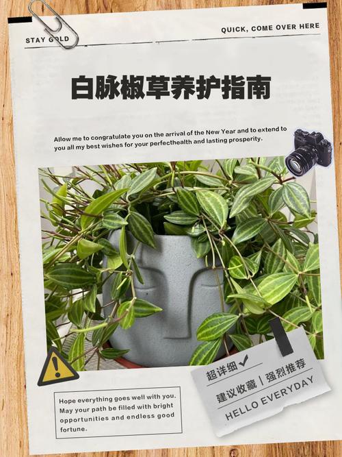 白脉椒草的养殖方法和注意事项，白脉椒草治什么病-第3张图片-优品飞百科