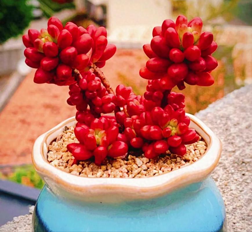 寓意吉祥的多肉植物，寓意吉祥的多肉植物有哪些-第1张图片-优品飞百科