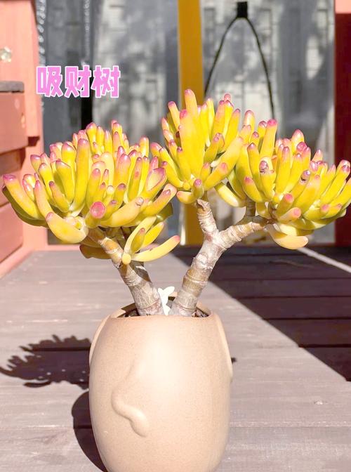 寓意吉祥的多肉植物，寓意吉祥的多肉植物有哪些-第3张图片-优品飞百科