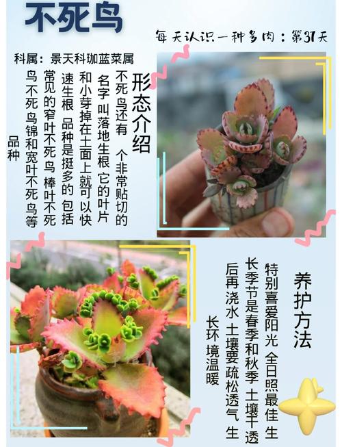 寓意吉祥的多肉植物，寓意吉祥的多肉植物有哪些-第4张图片-优品飞百科