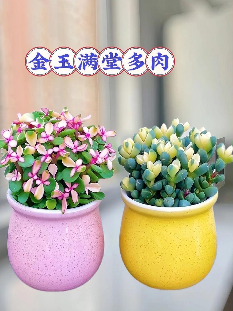 寓意吉祥的多肉植物，寓意吉祥的多肉植物有哪些-第5张图片-优品飞百科