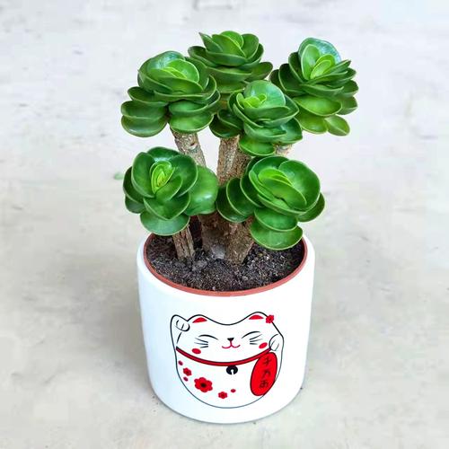 寓意吉祥的多肉植物，寓意吉祥的多肉植物有哪些-第6张图片-优品飞百科