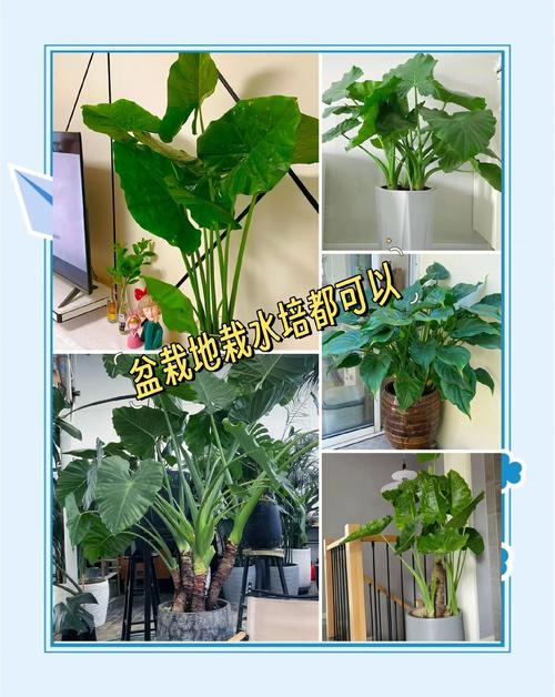 滴水观音有毒吗，能放在卧室吗，滴水观音滴水有毒吗?-第3张图片-优品飞百科