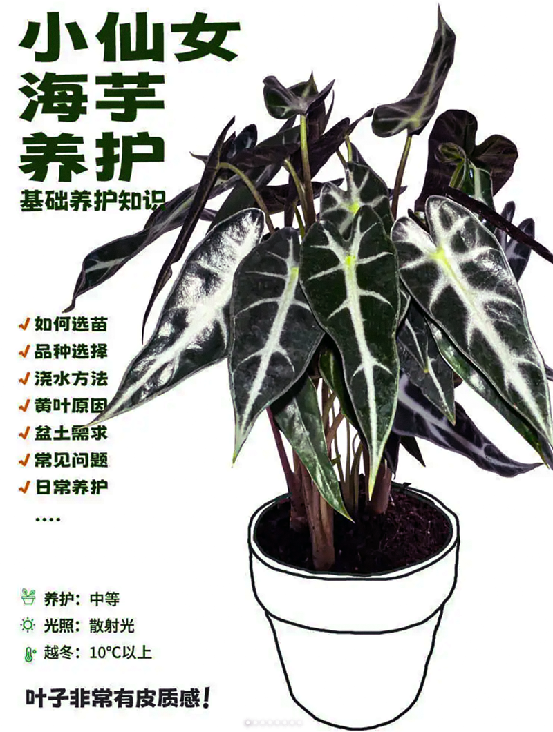 滴水观音有毒吗，能放在卧室吗，滴水观音滴水有毒吗?-第5张图片-优品飞百科