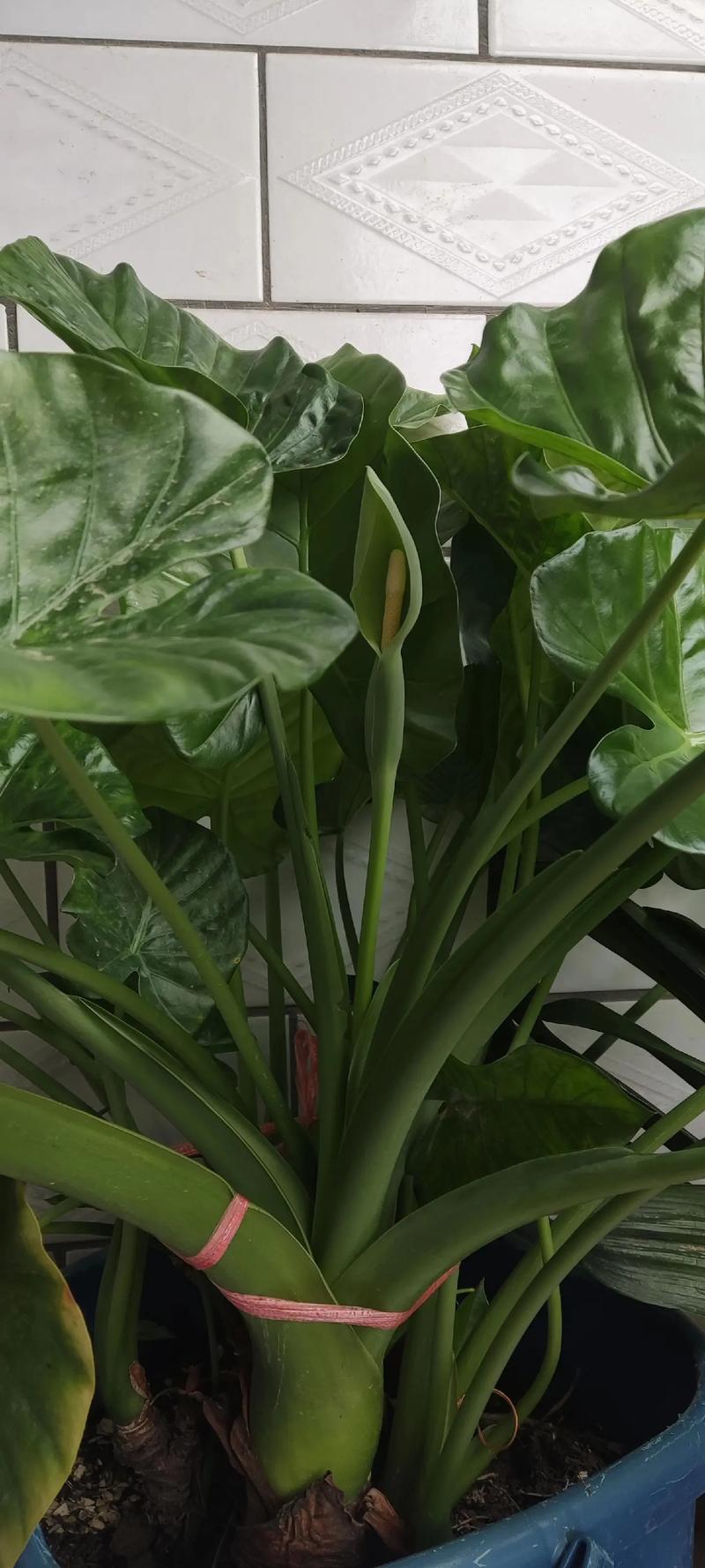 滴水观音有毒吗，能放在卧室吗，滴水观音滴水有毒吗?-第7张图片-优品飞百科