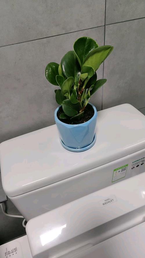 豆瓣绿可以放卧室吗，豆瓣绿可以放床头吗？