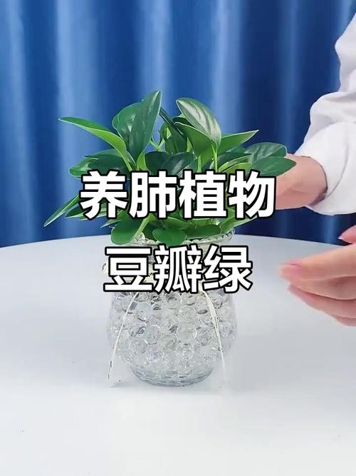 豆瓣绿可以放卧室吗，豆瓣绿可以放床头吗？-第2张图片-优品飞百科