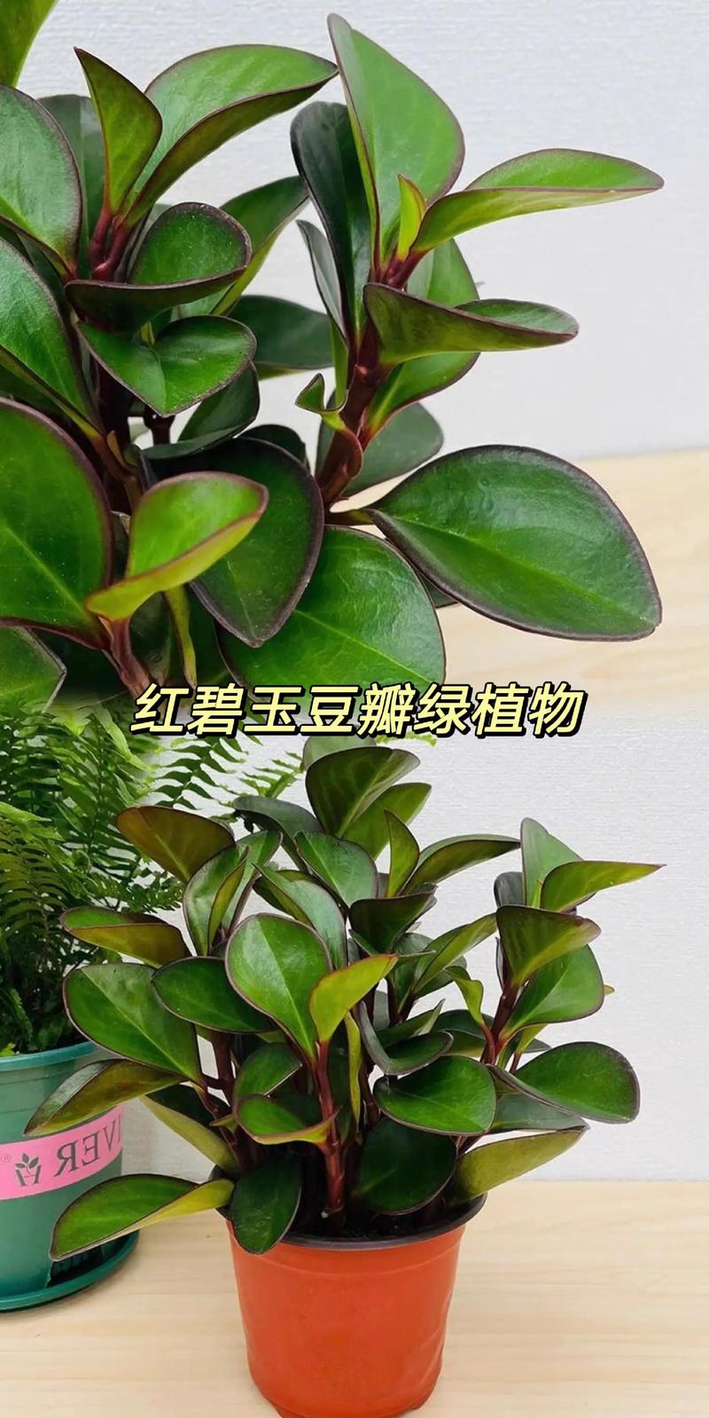 豆瓣绿可以放卧室吗，豆瓣绿可以放床头吗？-第5张图片-优品飞百科