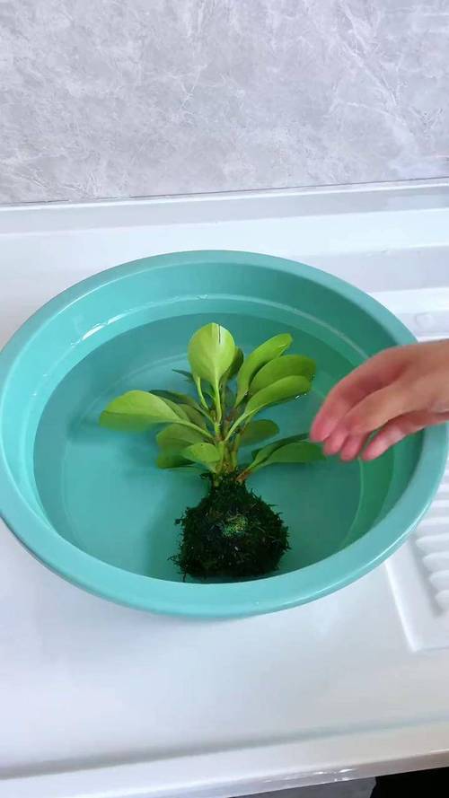 豆瓣绿可以放卧室吗，豆瓣绿可以放床头吗？-第6张图片-优品飞百科