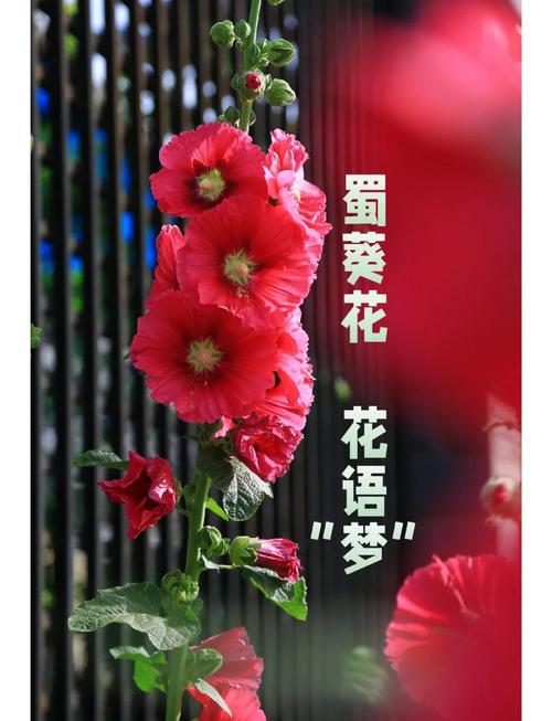 蜀葵的花语和传说？蜀葵花花语及传说？-第1张图片-优品飞百科
