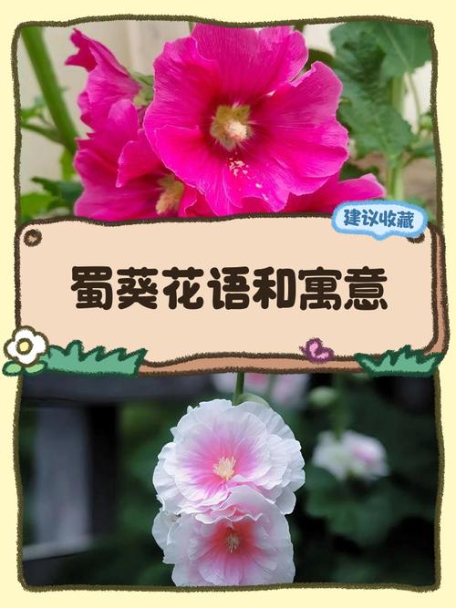 蜀葵的花语和传说？蜀葵花花语及传说？-第2张图片-优品飞百科