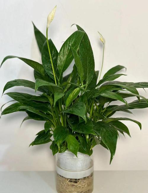 最耐阴的前十漂亮植物，十种室内比较好养的植物盆栽，最耐阴的室内植物盆栽排名-第1张图片-优品飞百科