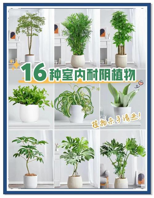 最耐阴的前十漂亮植物，十种室内比较好养的植物盆栽，最耐阴的室内植物盆栽排名-第2张图片-优品飞百科