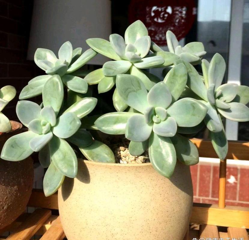 最耐阴的前十漂亮植物，十种室内比较好养的植物盆栽，最耐阴的室内植物盆栽排名-第3张图片-优品飞百科