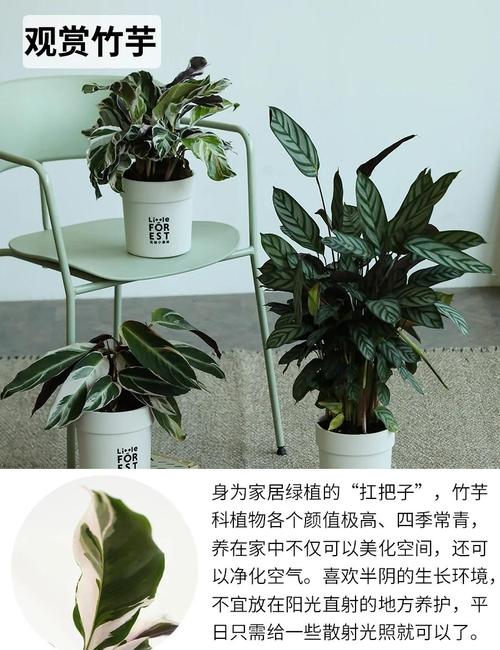 最耐阴的前十漂亮植物，十种室内比较好养的植物盆栽，最耐阴的室内植物盆栽排名-第4张图片-优品飞百科