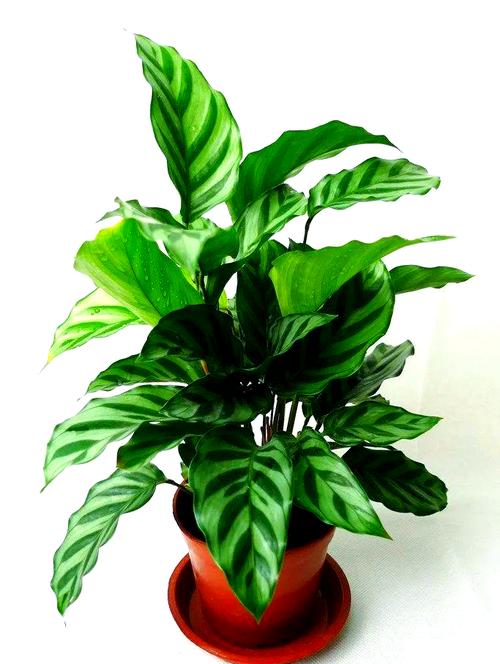 最耐阴的前十漂亮植物，十种室内比较好养的植物盆栽，最耐阴的室内植物盆栽排名-第5张图片-优品飞百科