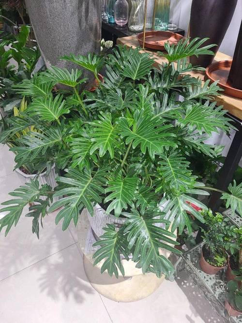 最耐阴的前十漂亮植物，十种室内比较好养的植物盆栽，最耐阴的室内植物盆栽排名-第7张图片-优品飞百科