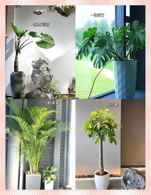 最耐阴的前十漂亮植物，十种室内比较好养的植物盆栽，最耐阴的室内植物盆栽排名-第8张图片-优品飞百科