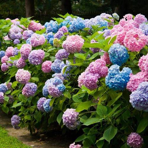 适合庭院种植的植物，适合庭院种植的植物图片-第5张图片-优品飞百科