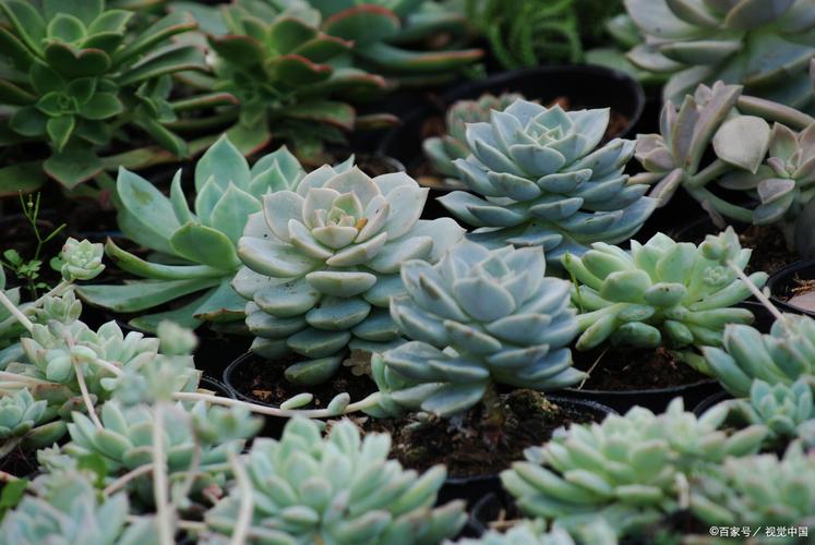多肉植物对人体有害吗,多肉植物对身体有什么好处-第2张图片-优品飞百科 多肉植物对人体有害吗,多肉植物对身体有什么好处-第2张图片-优品飞百科