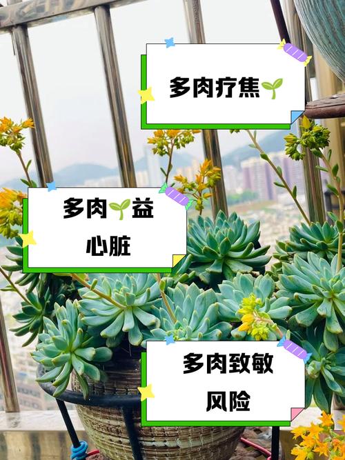 多肉植物对人体有害吗,多肉植物对身体有什么好处-第3张图片-优品飞百科 多肉植物对人体有害吗,多肉植物对身体有什么好处-第3张图片-优品飞百科