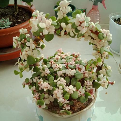 雅乐之舞的花语，雅乐之舞的花语和寓意？-第1张图片-优品飞百科