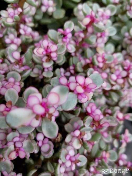 雅乐之舞的花语，雅乐之舞的花语和寓意？-第2张图片-优品飞百科