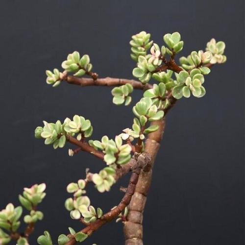 雅乐之舞的花语，雅乐之舞的花语和寓意？-第3张图片-优品飞百科