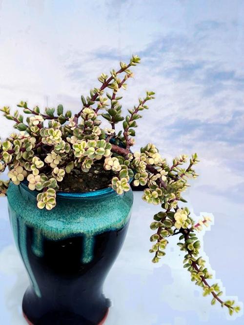 雅乐之舞的花语，雅乐之舞的花语和寓意？-第4张图片-优品飞百科