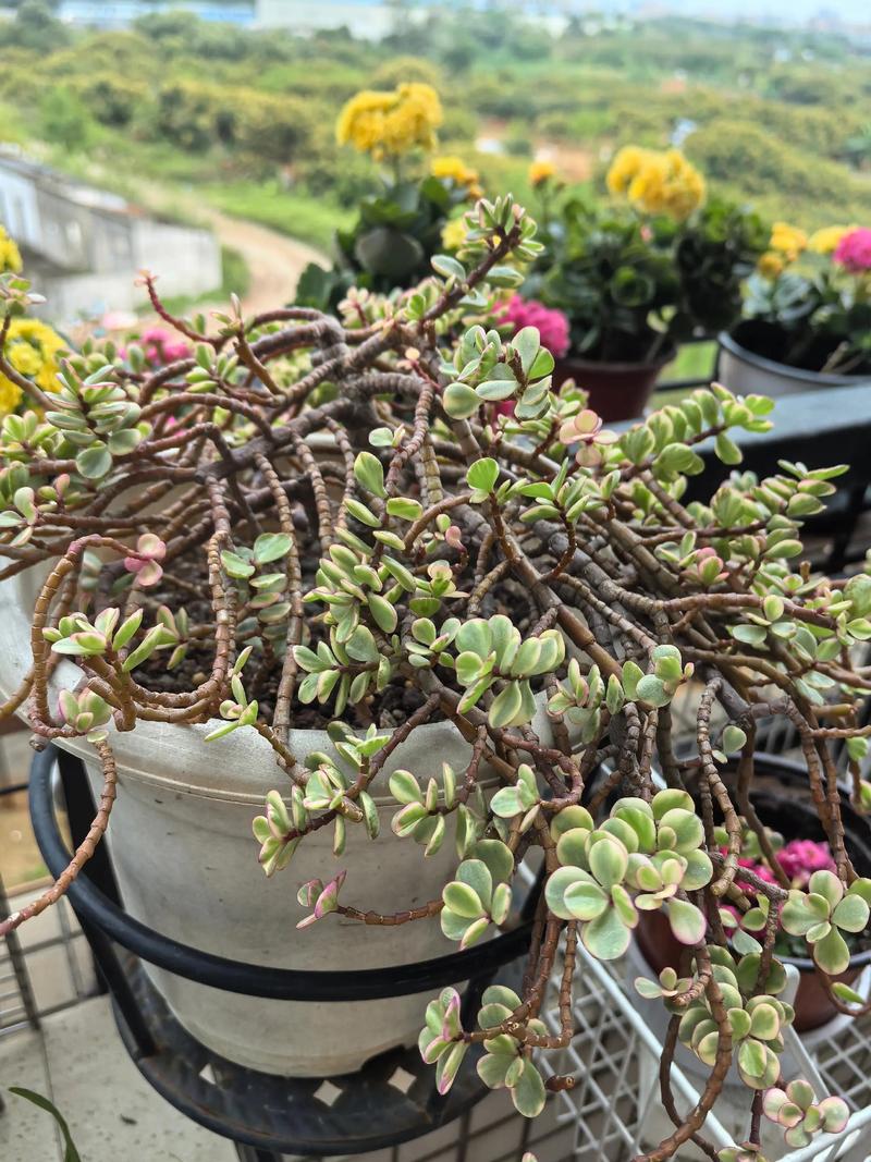 雅乐之舞的花语，雅乐之舞的花语和寓意？-第5张图片-优品飞百科