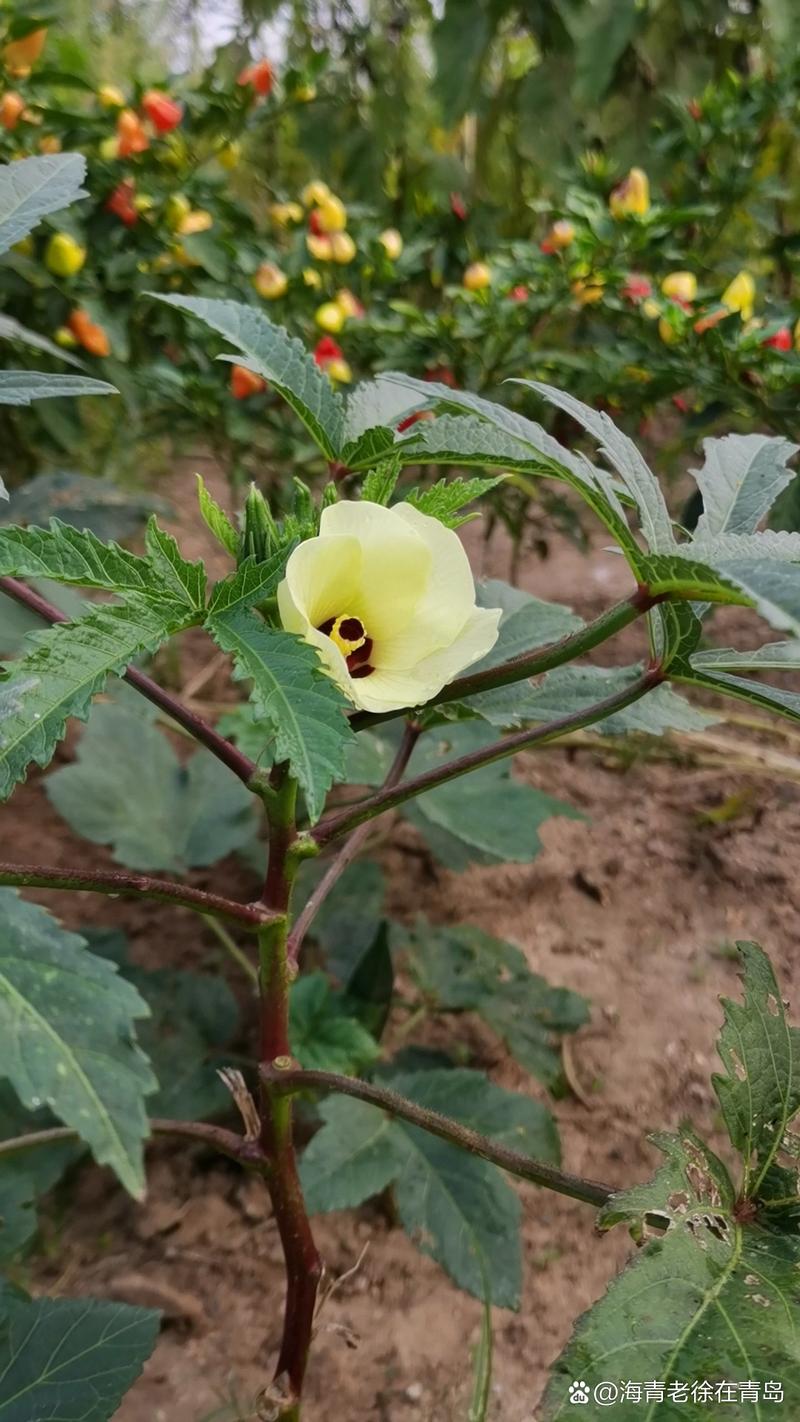 蜀葵和芙蓉葵的区别，蜀葵和扶桑区别-第2张图片-优品飞百科