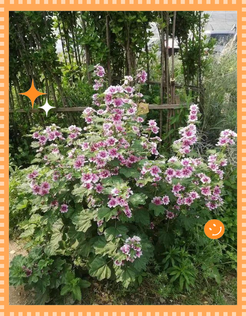 蜀葵和芙蓉葵的区别，蜀葵和扶桑区别-第3张图片-优品飞百科