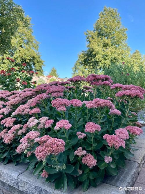 蜀葵和芙蓉葵的区别，蜀葵和扶桑区别-第4张图片-优品飞百科