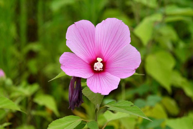 蜀葵和芙蓉葵的区别，蜀葵和扶桑区别-第5张图片-优品飞百科