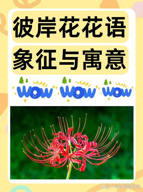 曼珠沙华是什么意思，曼珠沙华花语，曼珠沙华意味着什么？-第1张图片-优品飞百科