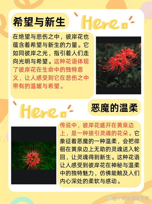 曼珠沙华是什么意思，曼珠沙华花语，曼珠沙华意味着什么？-第2张图片-优品飞百科