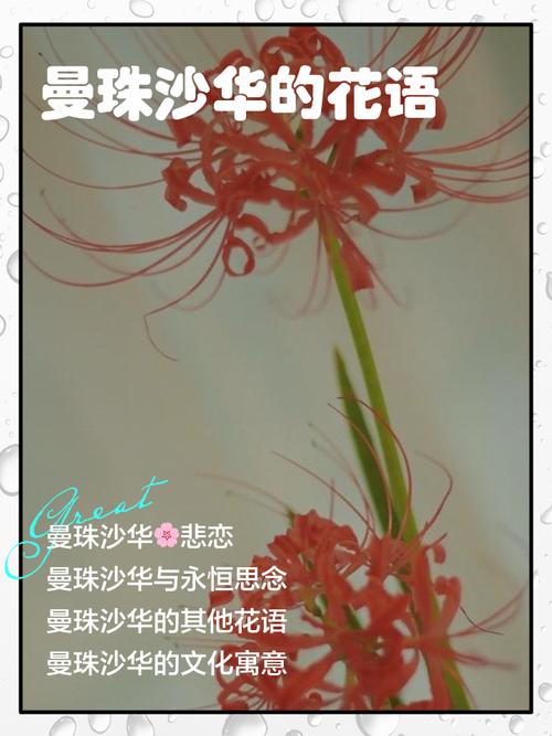 曼珠沙华是什么意思，曼珠沙华花语，曼珠沙华意味着什么？-第3张图片-优品飞百科