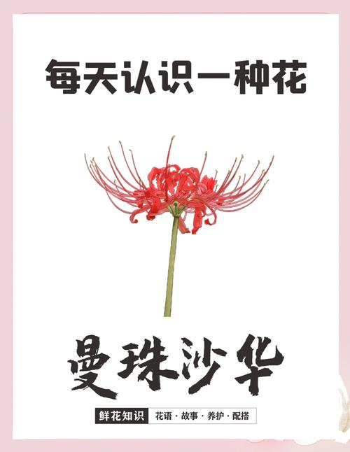 曼珠沙华是什么意思，曼珠沙华花语，曼珠沙华意味着什么？-第4张图片-优品飞百科