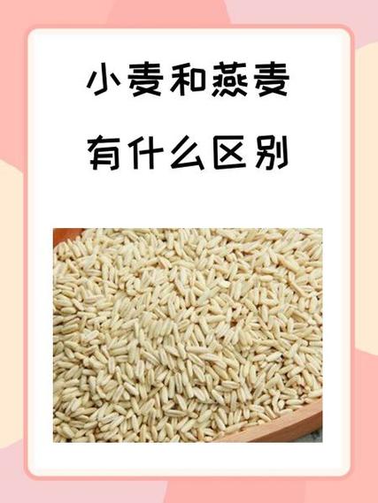 燕麦和小麦的区别？燕麦长啥样图片？-第1张图片-优品飞百科