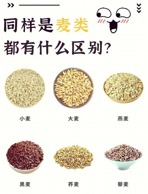 燕麦和小麦的区别？燕麦长啥样图片？-第2张图片-优品飞百科