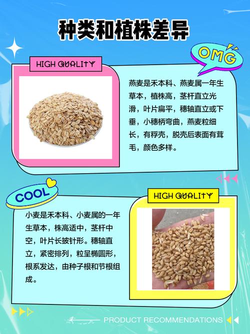 燕麦和小麦的区别？燕麦长啥样图片？-第3张图片-优品飞百科