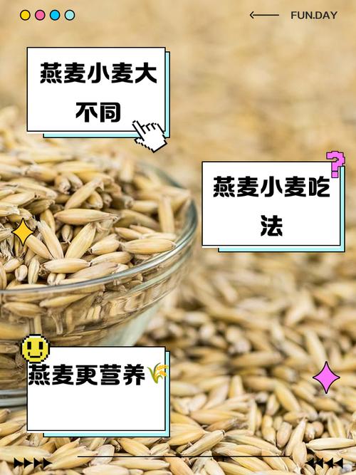 燕麦和小麦的区别？燕麦长啥样图片？-第5张图片-优品飞百科