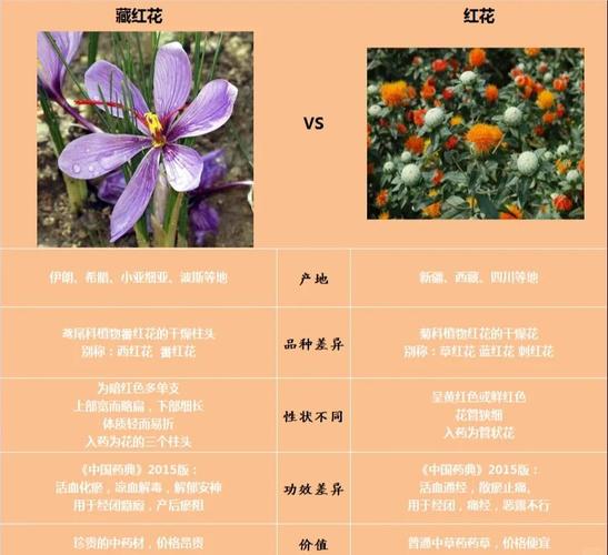番红花和藏红花的区别，番红花和藏红花哪个好-第3张图片-优品飞百科