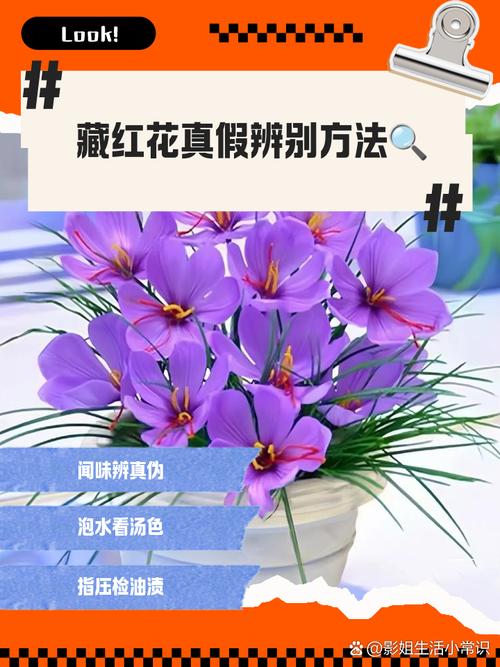 番红花和藏红花的区别，番红花和藏红花哪个好-第7张图片-优品飞百科